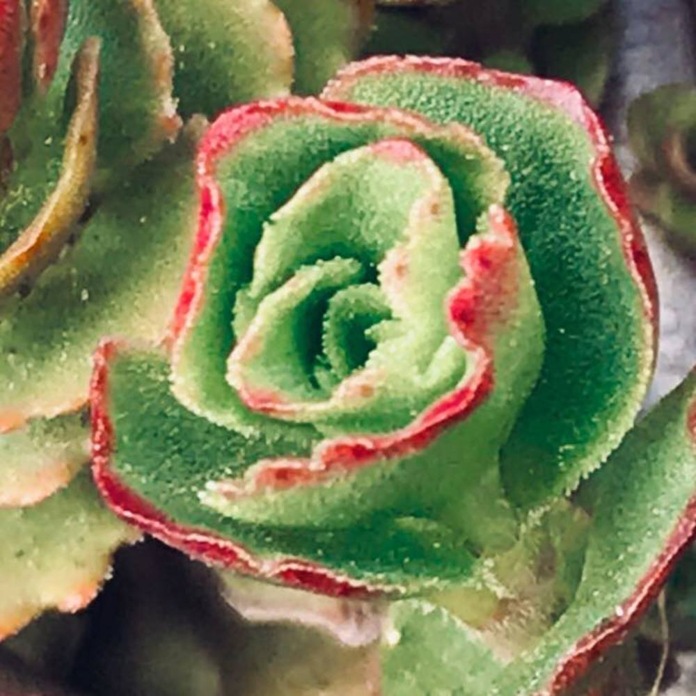 Meet your Posher, Holly